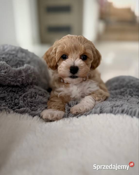 Maltipoo piękny chłopiec Wadowice sprzedam