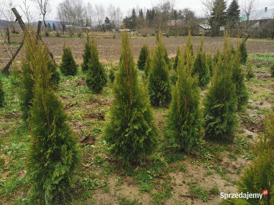 Tuje szmaragd 80140 transport sadzenie Rośliny Bochnia