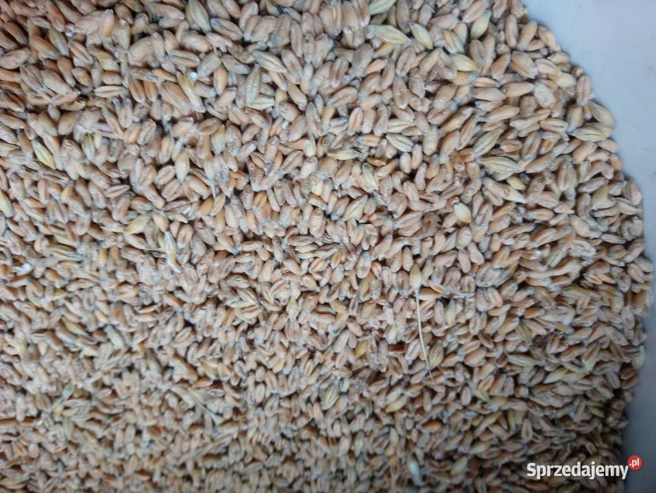 Pszenica ekologiczna jara MonsunSprzedaż jedynie Bukowa