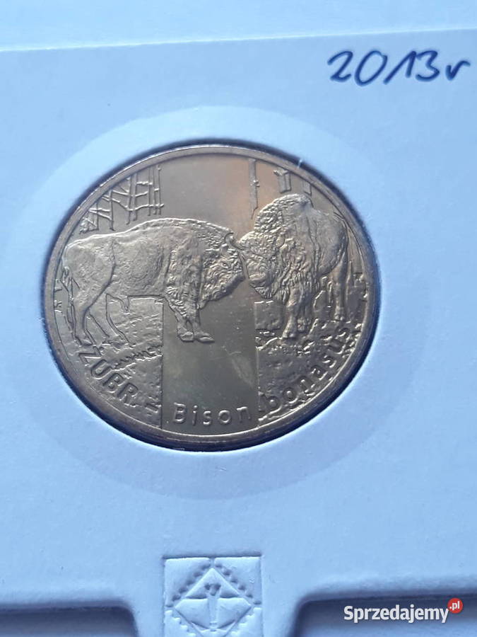 2 Żubr2013 rUNC Konin