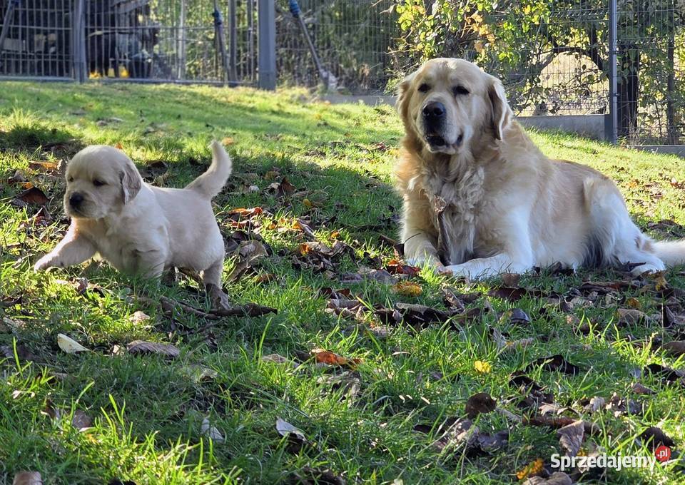 Golden retriever szczeniaki sprzedam