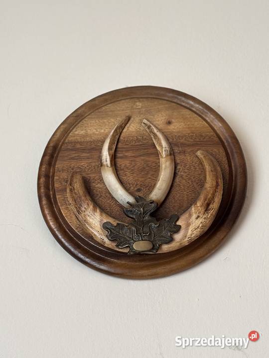 Trofeum łowieckie małopolskie Proszowice