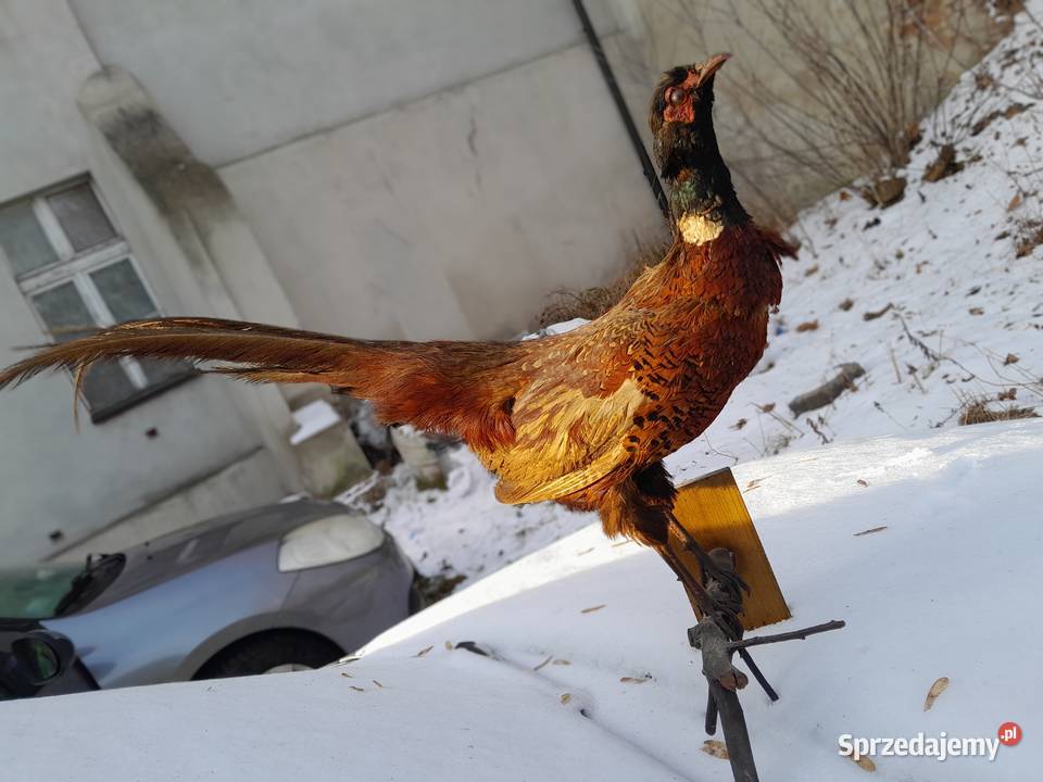 bazant lowny vintage prl wypchany Pozostałe śląskie sprzedam