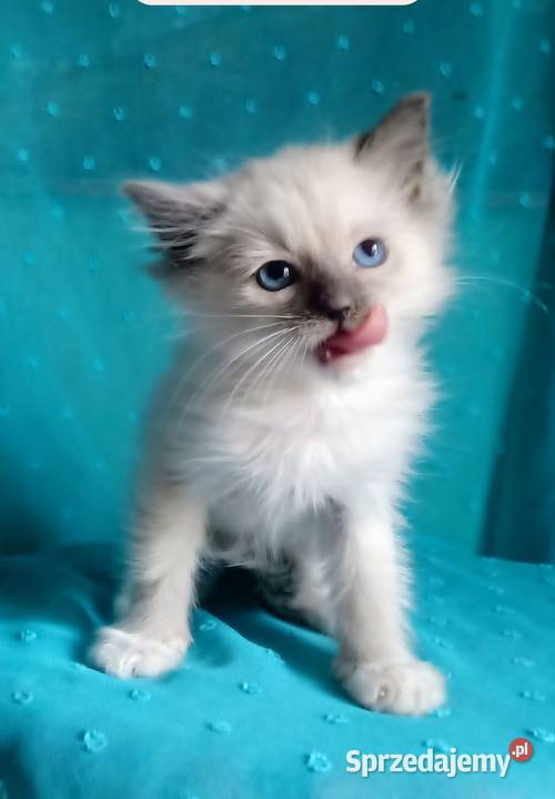 Cudowny kocurek Ragdoll z rodowodem i wyprawką Łódź sprzedam