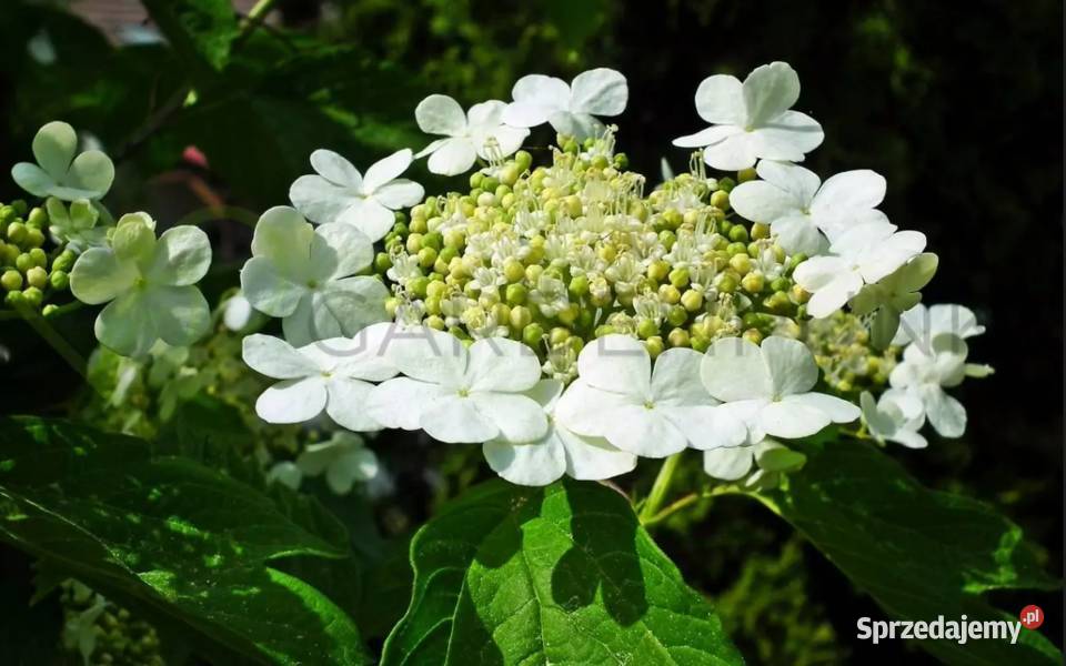 Kalina japońska koralowa wonna śląskie Knurów sprzedam