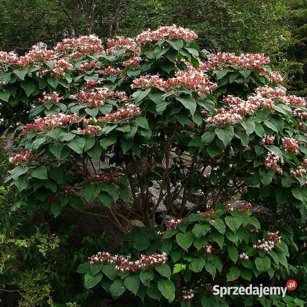 SZCZĘŚLIN PÓŹNY Clerodendron trichotonum NASIONA Nasiona Lubanie