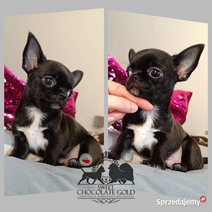 Chihuahua krótkowłosa piesek czarny unikatowy Bełchatów sprzedam