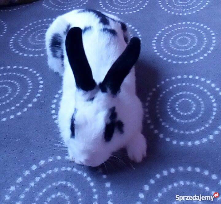 Królik miniaturka klatka Płock