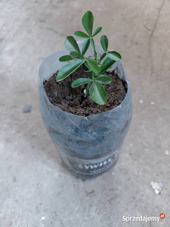 Citrus cytrus Carrizo mrozoodporny
