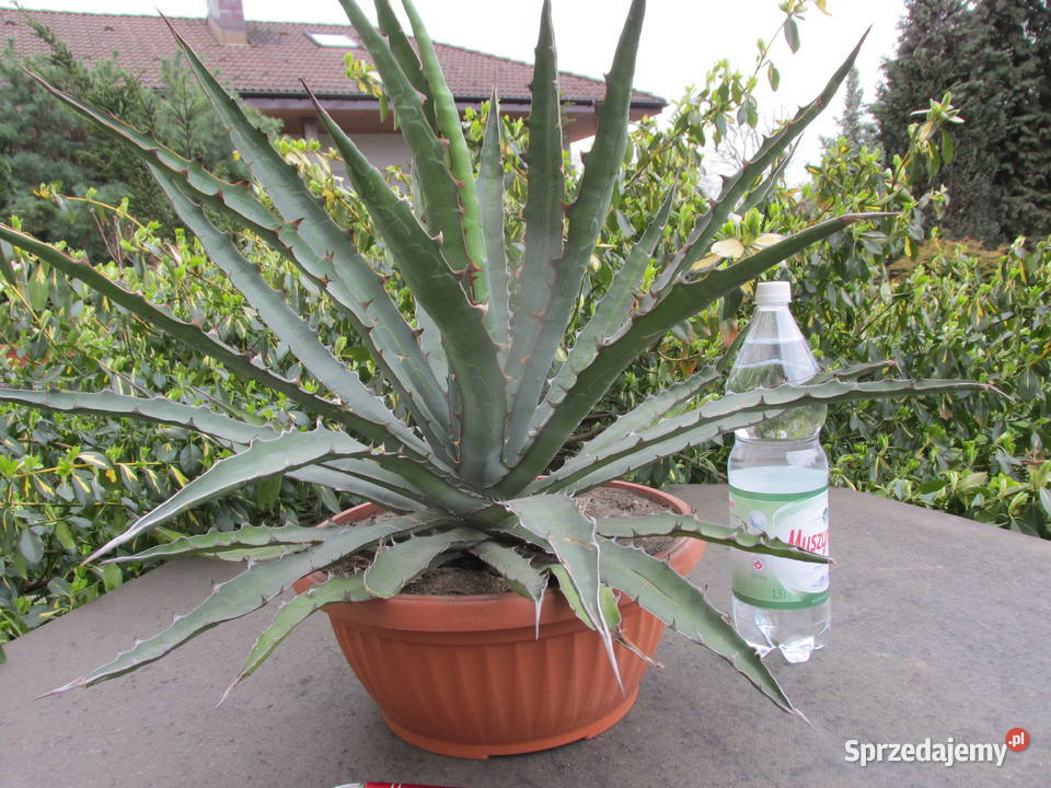 Odhodowana ponad 10 letnia agawa agave Kraków