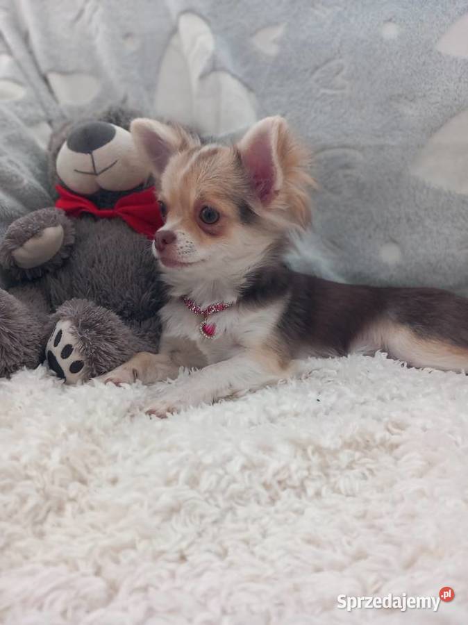 Chihuahua suczka Strzelce Opolskie