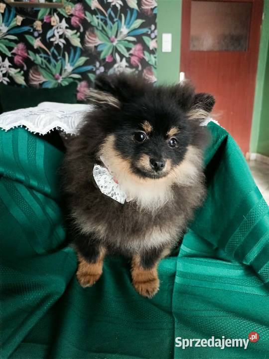 Mały Szpic Niemiecki piękne umaszczenie black