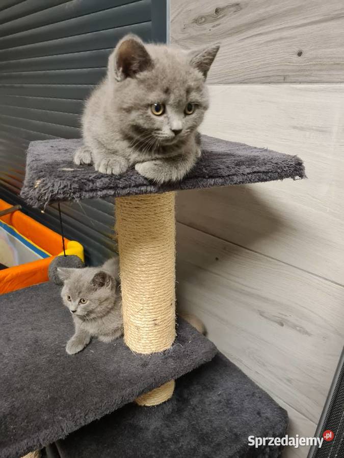Ostanie dwa kotki Brytyjskie Niebieskie Kielce