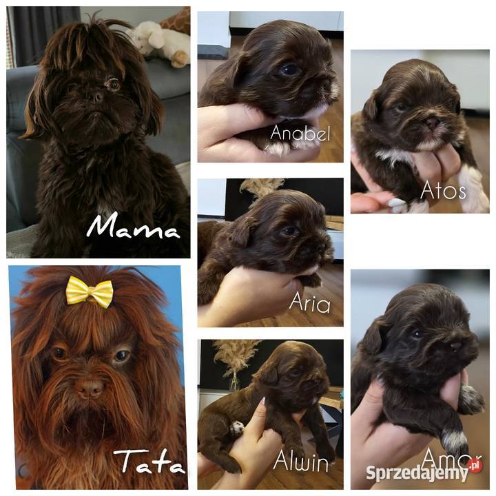 Szczeniaczki shih tzu gen czekoladowy Staszów sprzedam