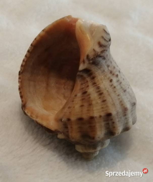 Muszla 38 56 Kreatywne Czeladź