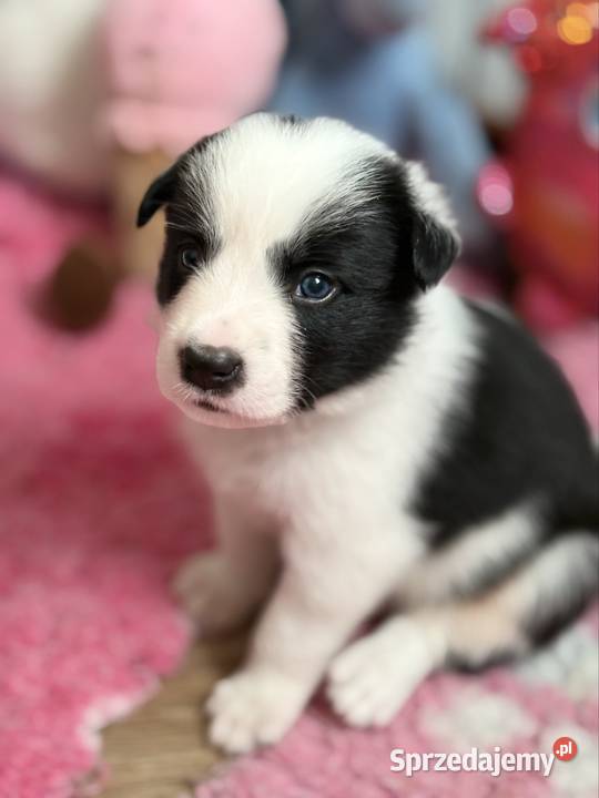Szczenięta Border Collie FCI przebadanych