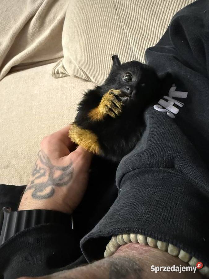 Małpka Tamaryna złotoręka samiczka Skarżysko-Kamienna