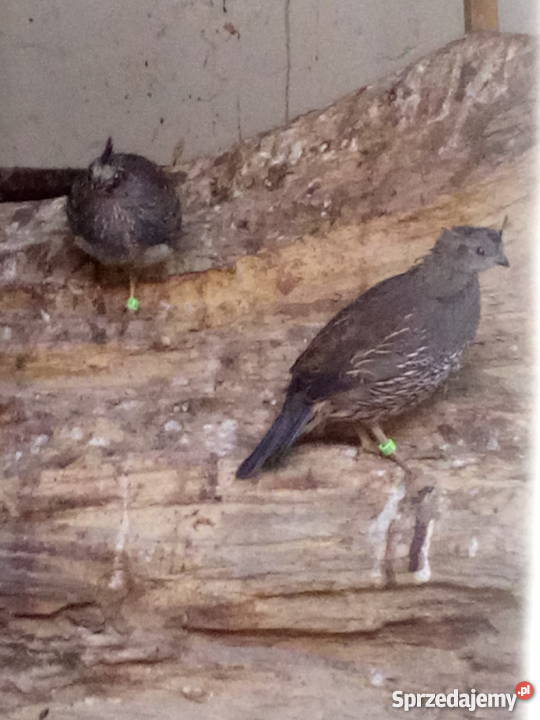 Przepiór kalifornijski