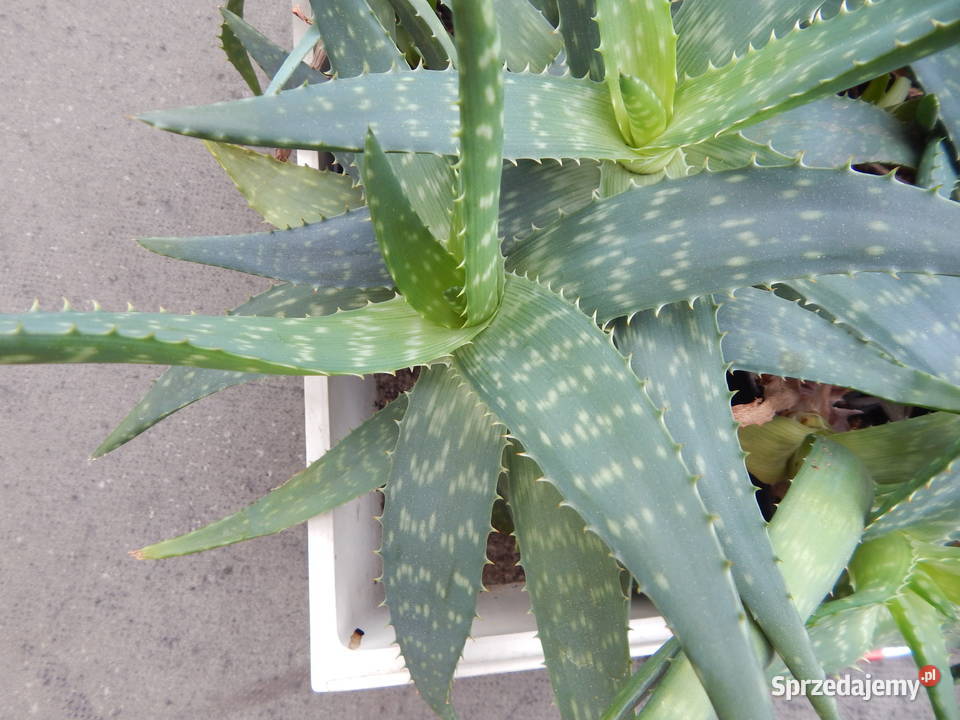 Aloes który zdobi i leczy aloe maculata All 4 Kraków