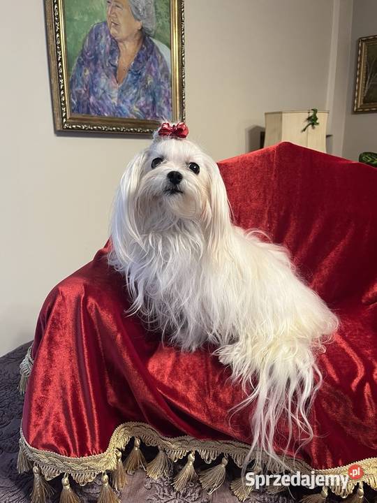 Maltipoo suczka mini xxs Poznań