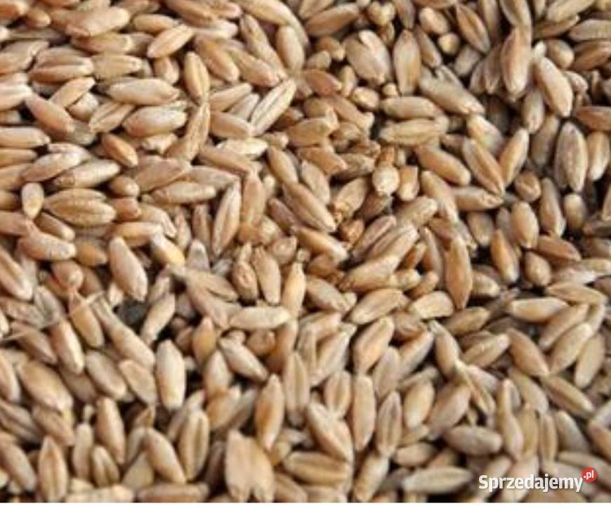 Sprzedam jęczmień jary owies jary i pszenżyto Olesno