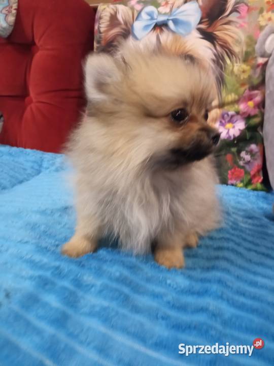 Suczka Szpic miniaturowy malusieńka kujawsko-pomorskie Brodnica