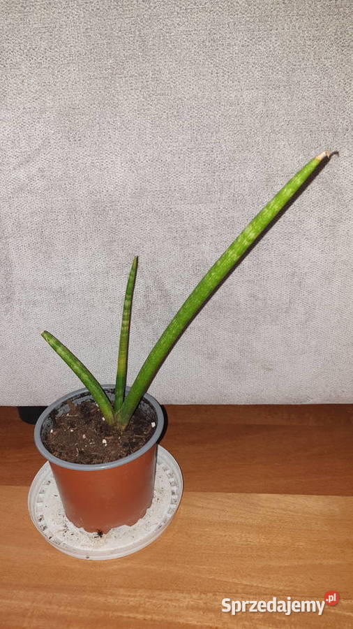Sansewieria cylindryczna 2 wysokość 29