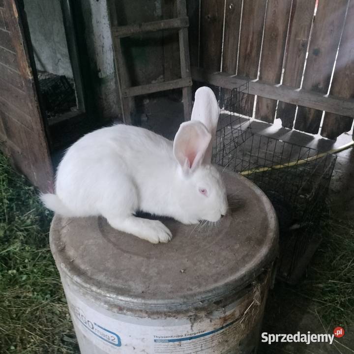 Belg Olbrzym samice i samce Pacanów sprzedam