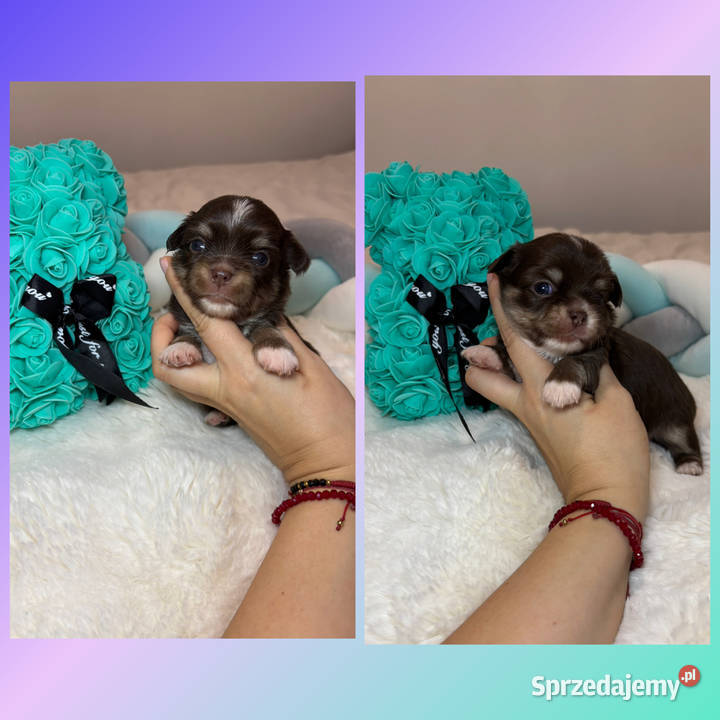 Chihuahua piesek długowłosy tricolor czekoladowy Zwierzęta