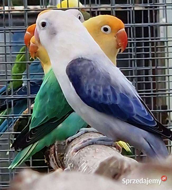 Nierozłączka Fischer Nierozłączki Fischer Wrocław