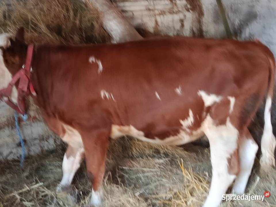 Sprzedam jałówkę lubelskie Hrubieszów