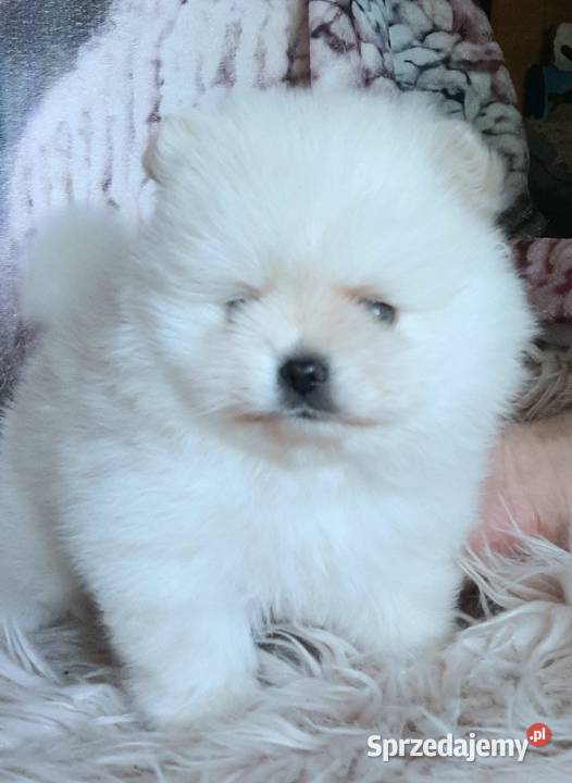 Szpic miniaturowy pomeranian piesek miś