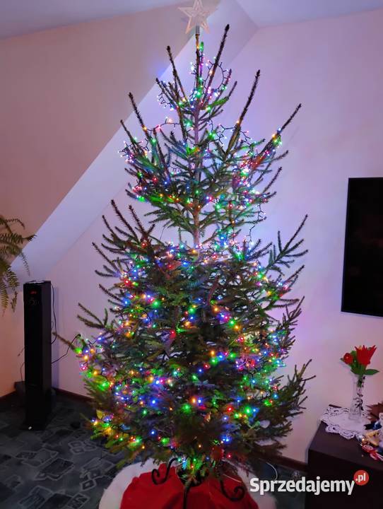 Choinka świerk możliwość dostawy Białystok sprzedam