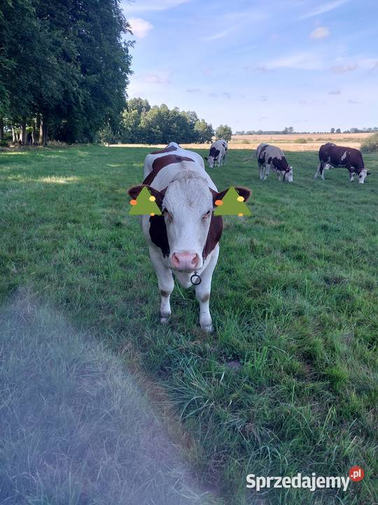 Jałowki montbeliarde Gryfice