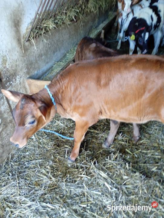 Cielęta do dalszego chowu Mzurowa