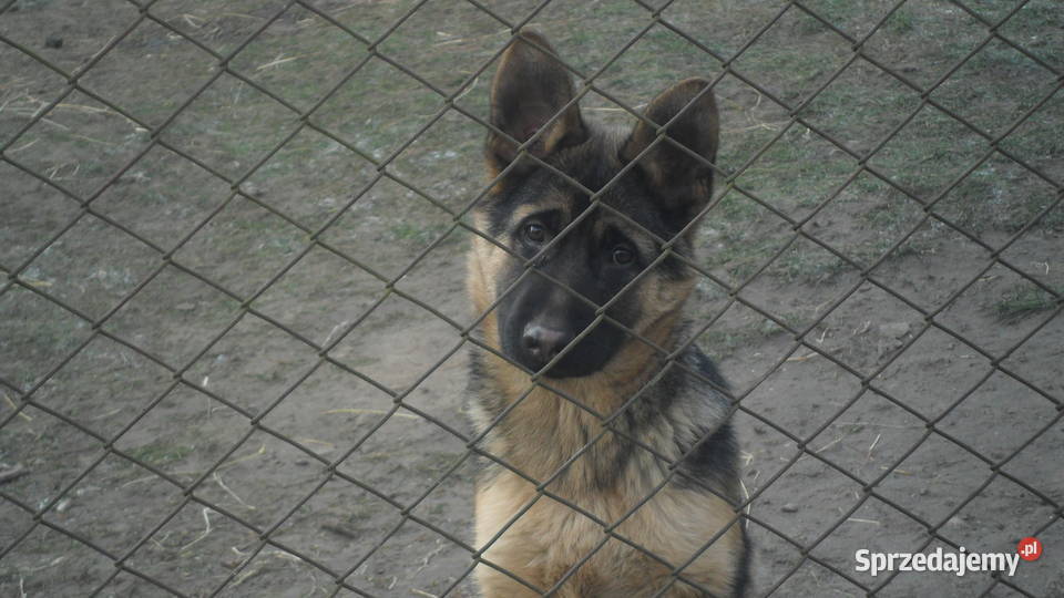 Owczarki niemieckie Psy Węgorzewo