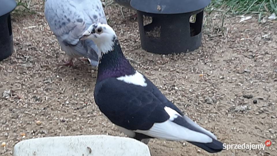 Gołębie pocztowe możliwość wysyłki wojlubelskie Struża