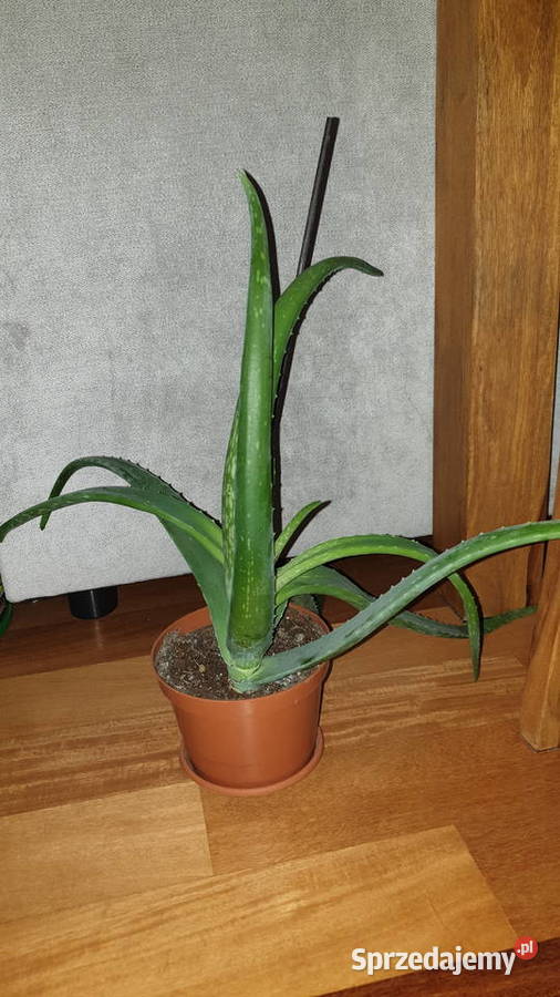 Aloes duży i rozłożysty wieloletni Kaktusy i sukulenty Warszawa