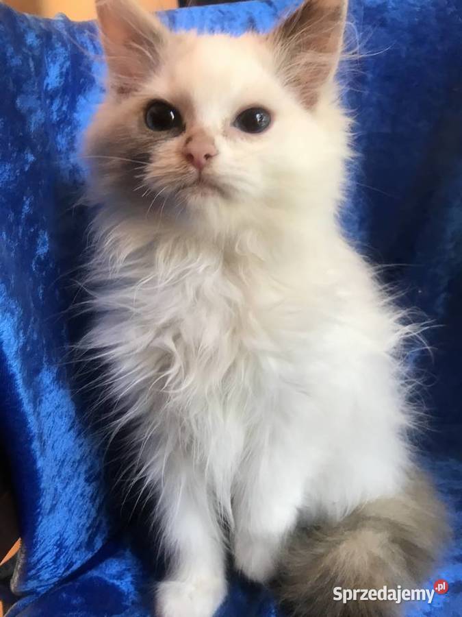 Kocięta Ragdoll z rodowodem FPL Brzeg