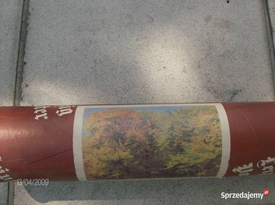 ładna niemiecka fototapeta jesienny las 240 x Dekoracje i ozdoby sprzedam
