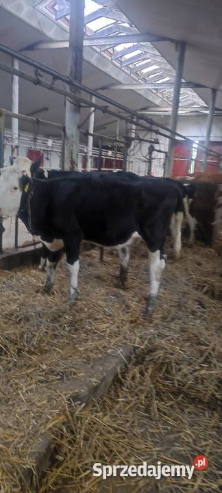Sprzedam jałówki Zastrużne