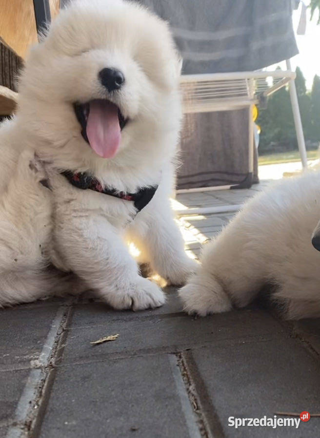 Sprzedam szczeniaczki samoyed piesek I suczka łódzkie