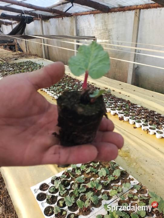 Sadzonka rabarbaru Pozostałe Odrzywół