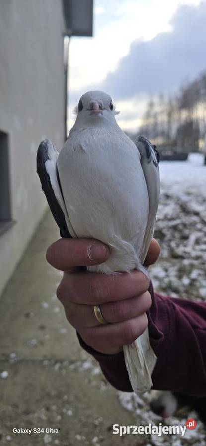 Zamienie samca mewki na samiczke Niedźwiedza