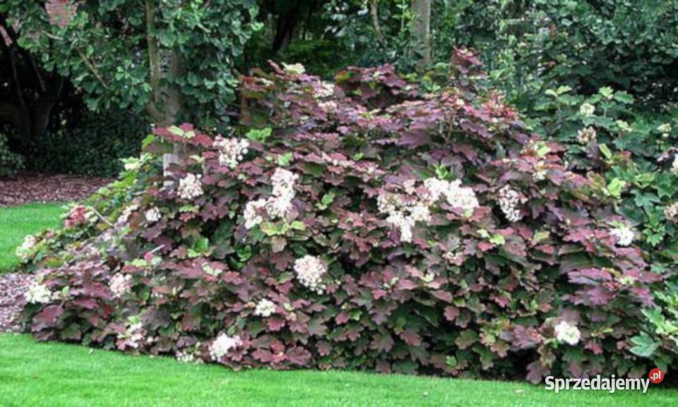 HORTENSJA DĘBOLISTNA Amethyst sadzonki w kujawsko-pomorskie Ustronie sprzedam