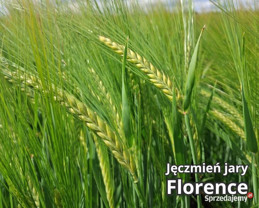 Jęczmień jary Florence Top Farms Nowość Żuromin