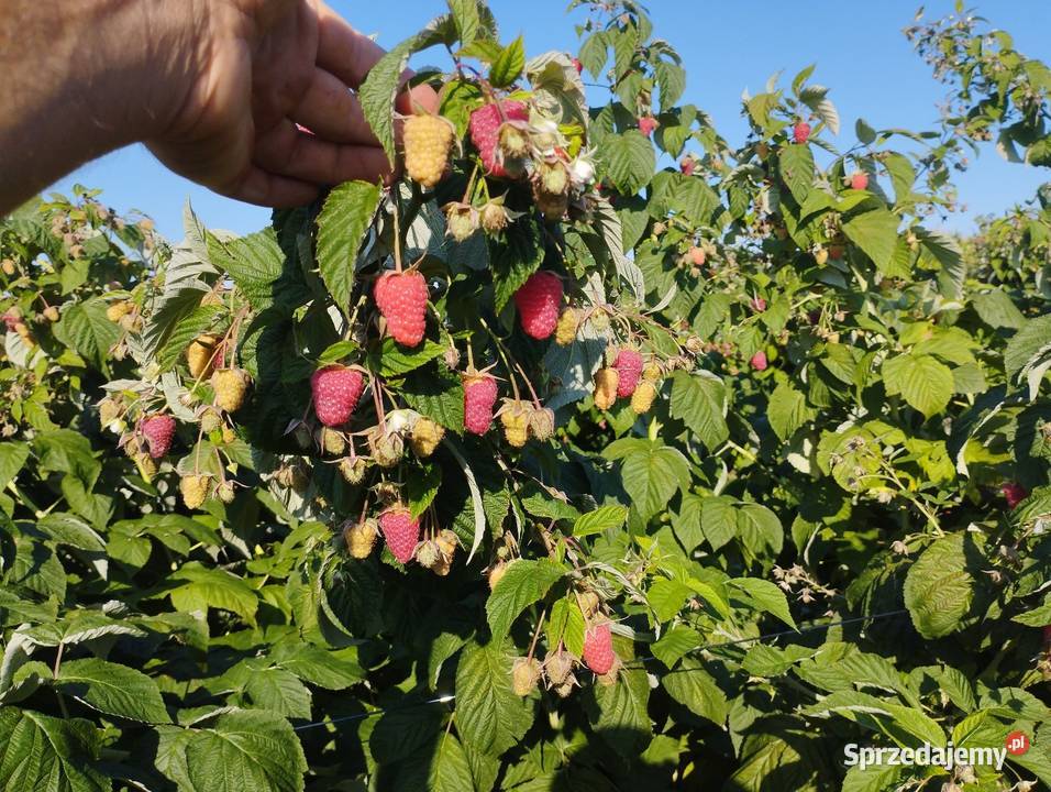 Sadzonki maliny jesiennej Orły sprzedam