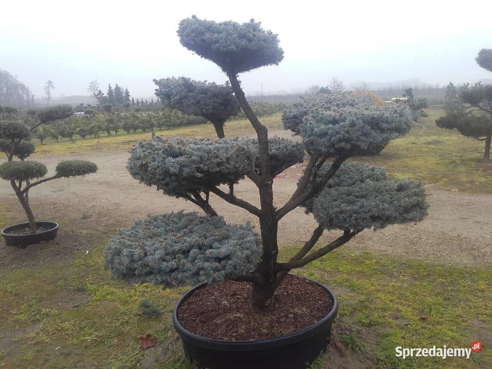 Drzewa Krzewy Rosliny Formowane Na Bonsai