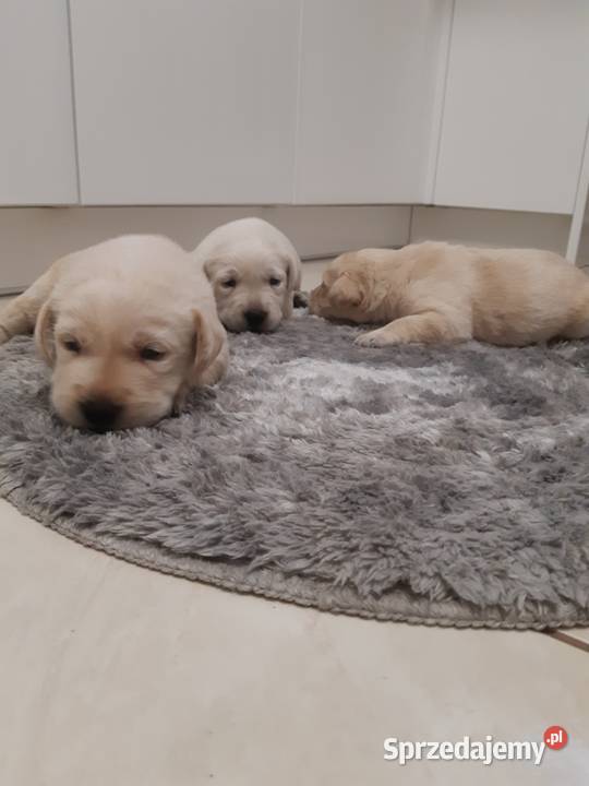 Labrador Labrador Milejowice