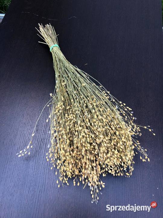 Naturalny KARTAMUS PĘCZKI kwiatowe lubelskie Lublin